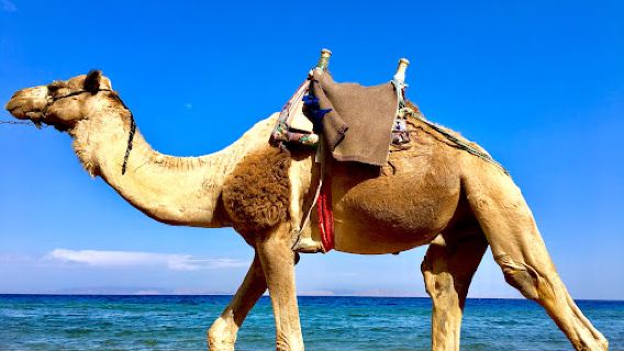 Laguna Beach Dahab