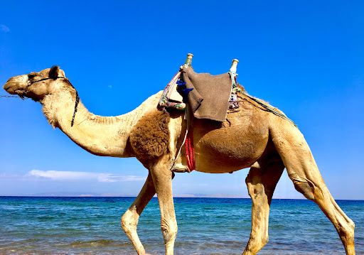 Laguna Beach Dahab