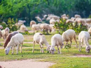 Đồi Cừu Sinh Thái Bưng Riềng