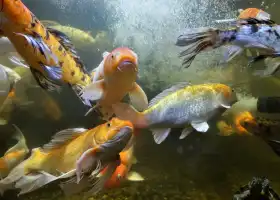 Austin Aquarium