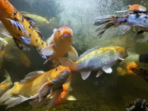 Austin Aquarium