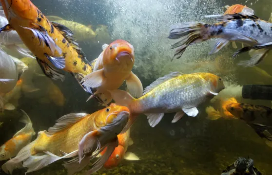 Austin Aquarium門票學生