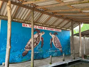 Sea Turtle Farm & Hatchery koggala (Sea turtle conservation project)