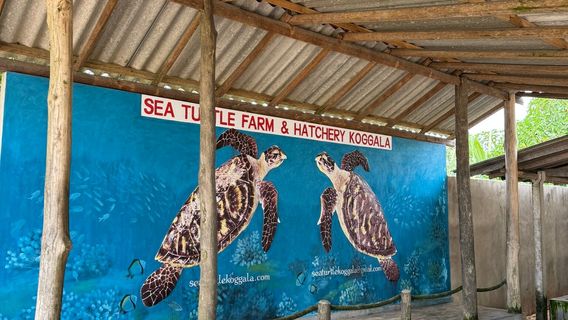 Sea Turtle Farm & Hatchery koggala (Sea turtle conservation project)