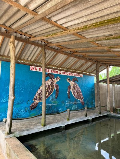 Sea Turtle Farm & Hatchery koggala (Sea turtle conservation project)
