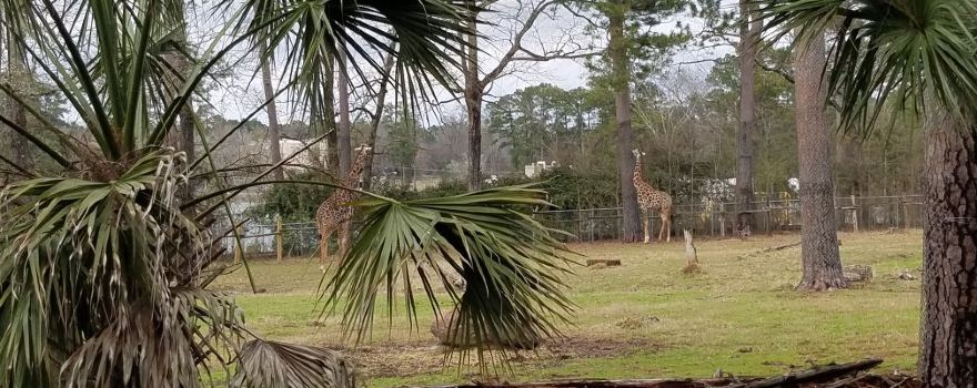 Ellen Trout Zoo