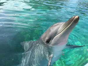 Coffs Coast Wildlife Sanctuary