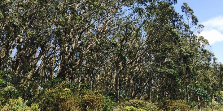 San Bruno Mountain