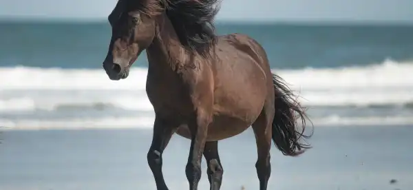 Hotels in Corolla