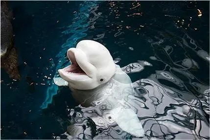 5_Georgia Aquarium