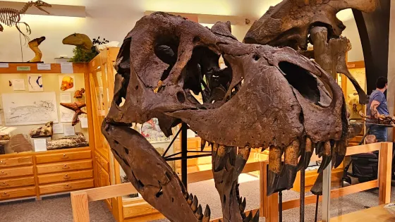 Tate Geological Museum