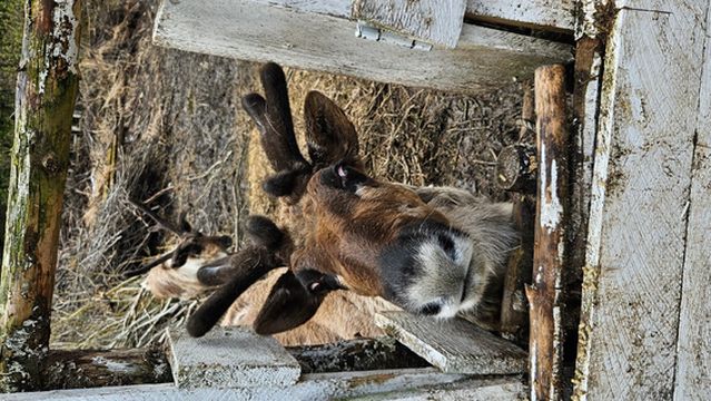 The Kroschel Wildlife Center