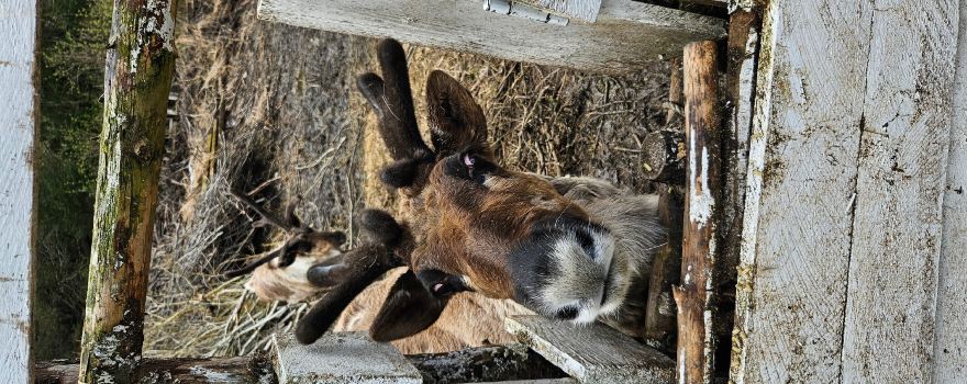 The Kroschel Wildlife Center