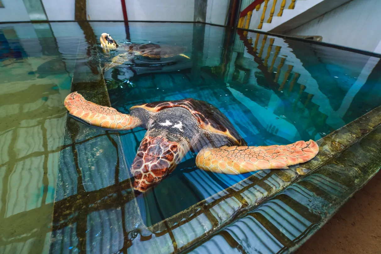 4_Sea Turtle Hatchery Habaraduwa