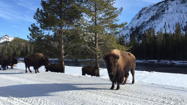 Back Country Adventures
