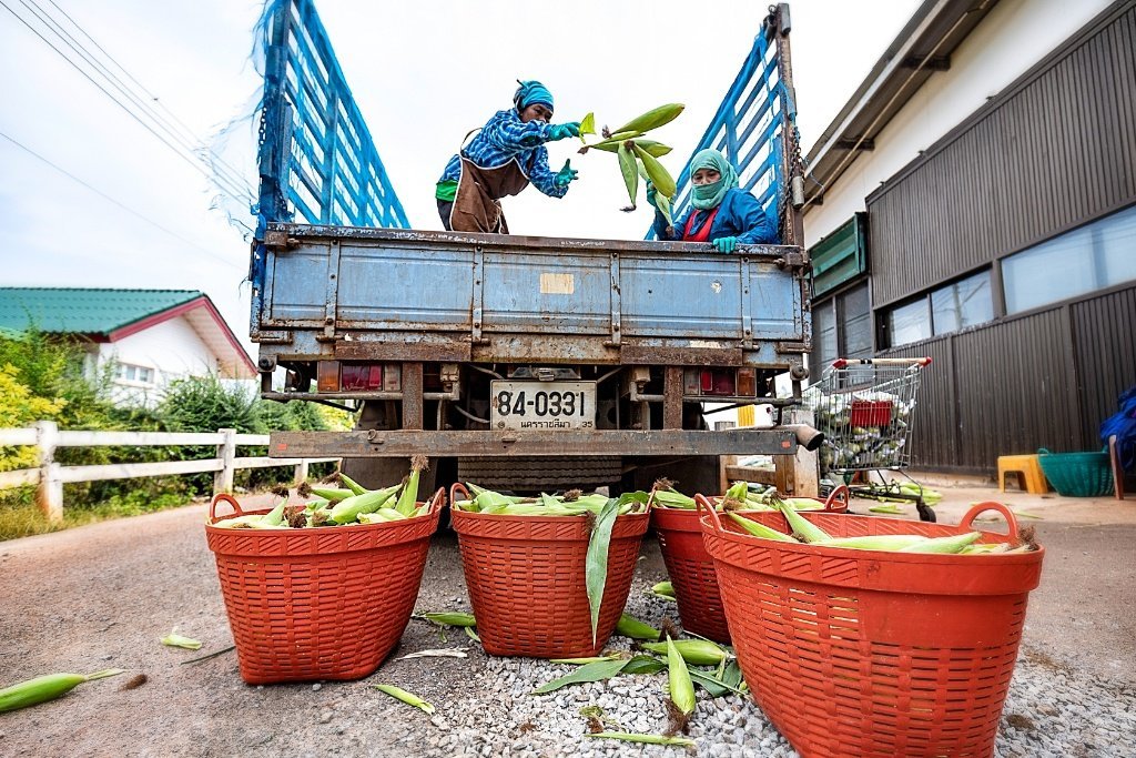 Suwan Farm's Sweet Corn