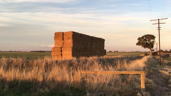 Заказник Димбоола Нейтив Флора & Фауна