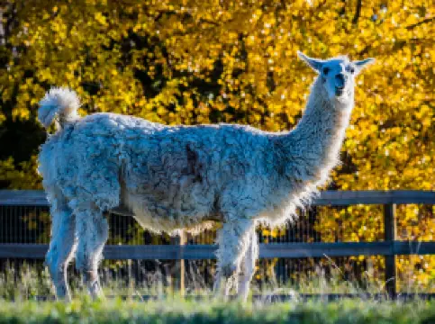 Luvin Arms Animal Sanctuary