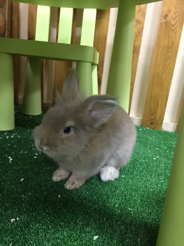 5_Контактный зоопарк УтиПути