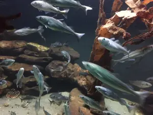 Nordsø Akvariet