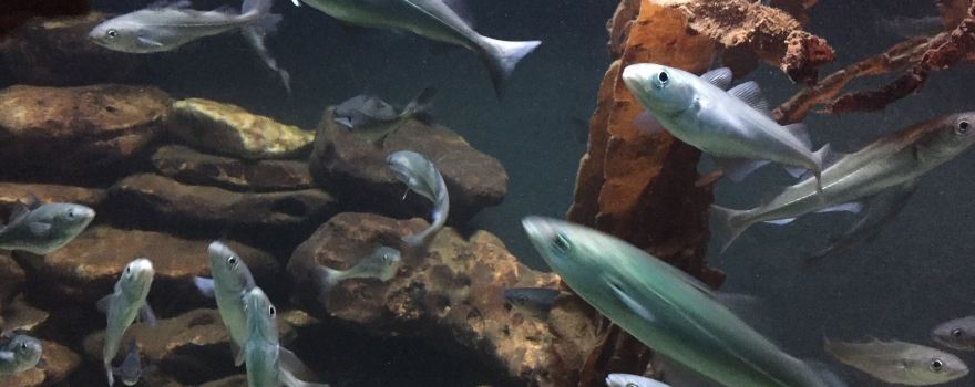 Nordsø Akvariet