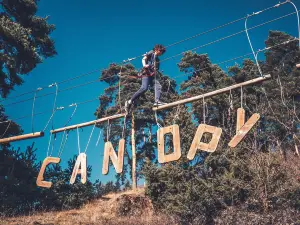 Canopy en Forêt