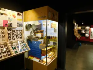 Muzeum Motyli