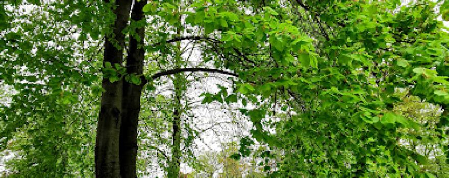 Friedens Park