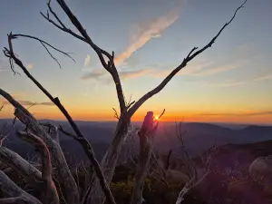 The Horn Lookout
