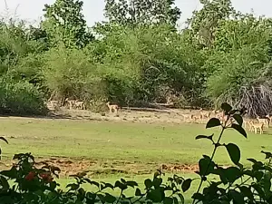 Santsharan maharaj ashram chhpadaur