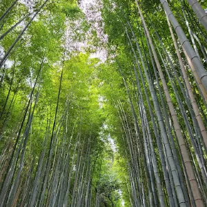Mirador Arashiyama Bamboo Grove