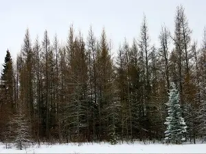 Red Lake Peatland Scientific and Natural Area (SNA)