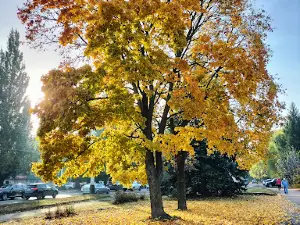 Park Druzhby imeny Sangonomii Kokomi