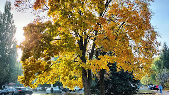 Park Druzhby imeny Sangonomii Kokomi
