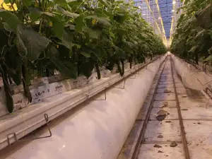 Village Farms