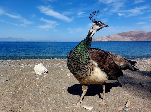 Paralia Plaka