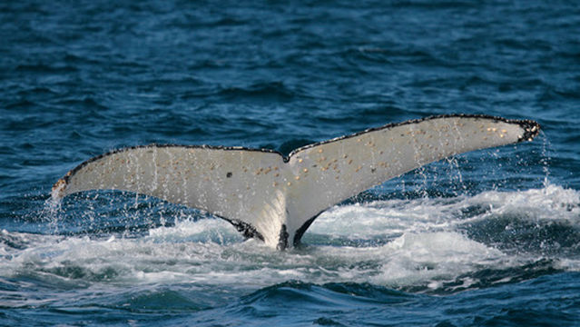 Out Of The Blue Adventures