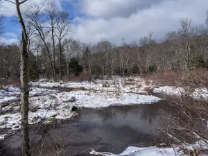 Pinchot State Forest -Thornhurst Tract