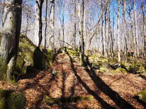 Målaskogsberg