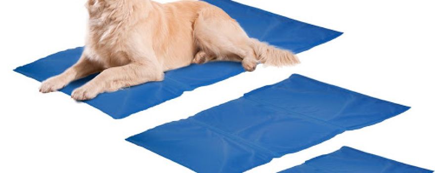 Heimtier-Center - alles für den Hund vor Ort & Online kaufen!