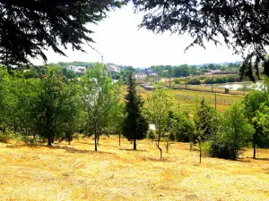 Alpullu Pine Grove Picnic Area