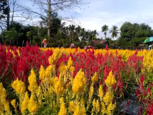 CELOCIA GARDEN ACEH JAYA