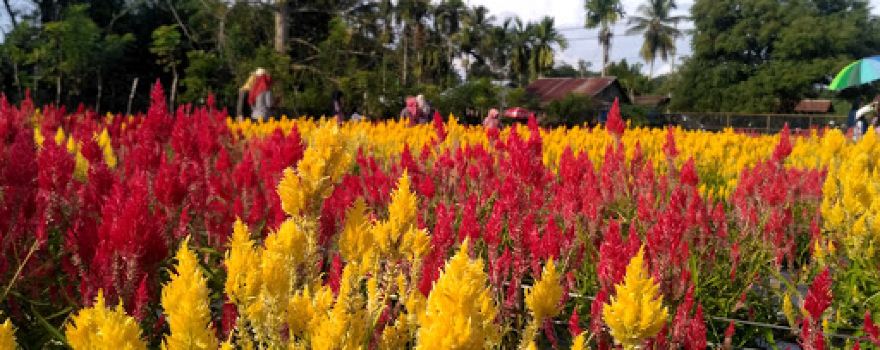 CELOCIA GARDEN ACEH JAYA