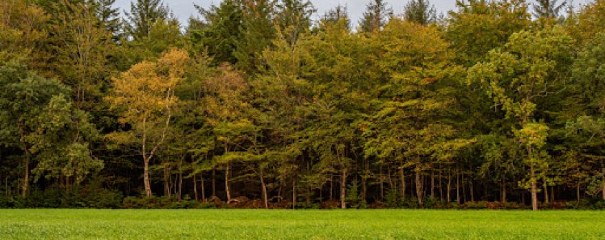 Wanderweg Großes Holz