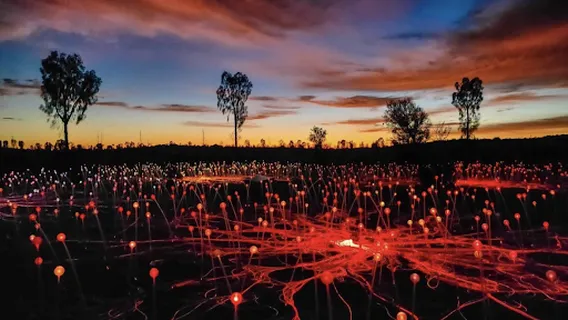 Professional Helicopter Services