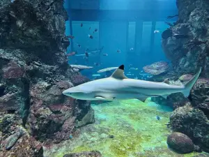 Haus des Meeres – Aqua Terra Zoo