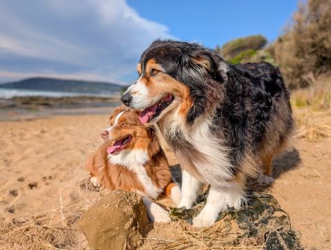 Lorne Dog Beach