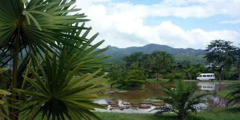 竹類植物園