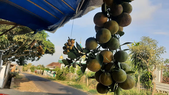 Wisata Petik Jeruk