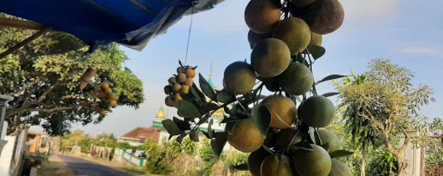 Wisata Petik Jeruk